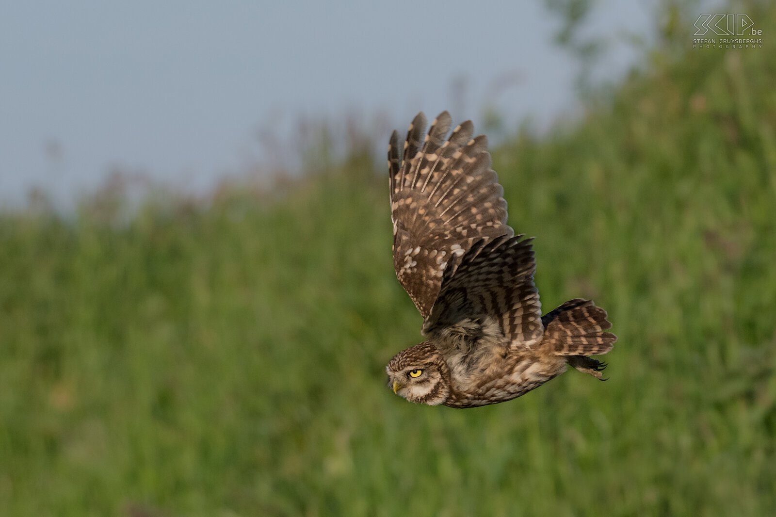 Little owl Little owls mostly eat moths, beetles, earwigs and small vertebrates like mices. But when a shower starts, the birds quickly switch to earthworms, and continue to bring these to the nest as long as it rains. Stefan Cruysberghs